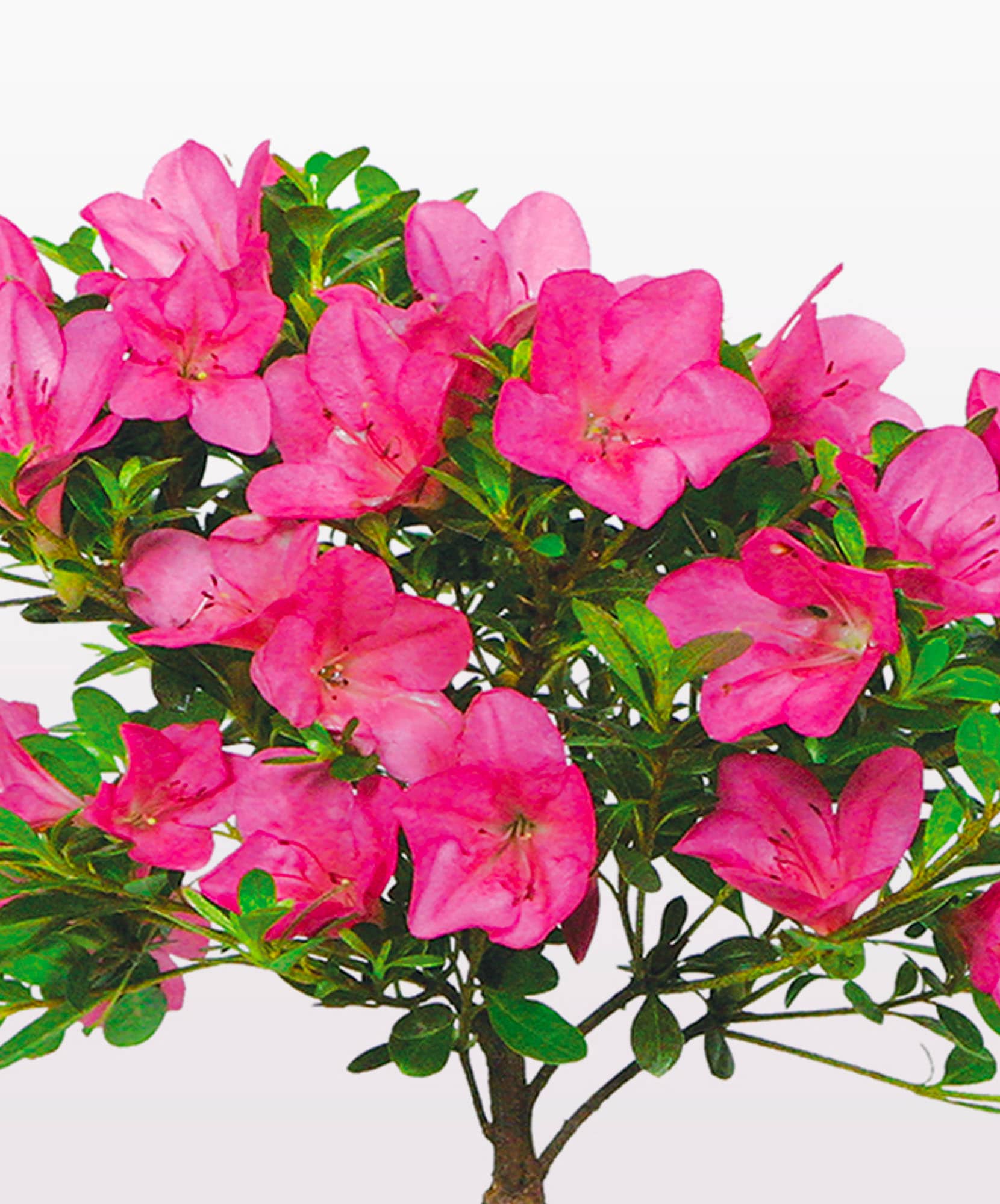 Vibrant pink azalea blooms nestled among lush green leaves, showcasing natural beauty.