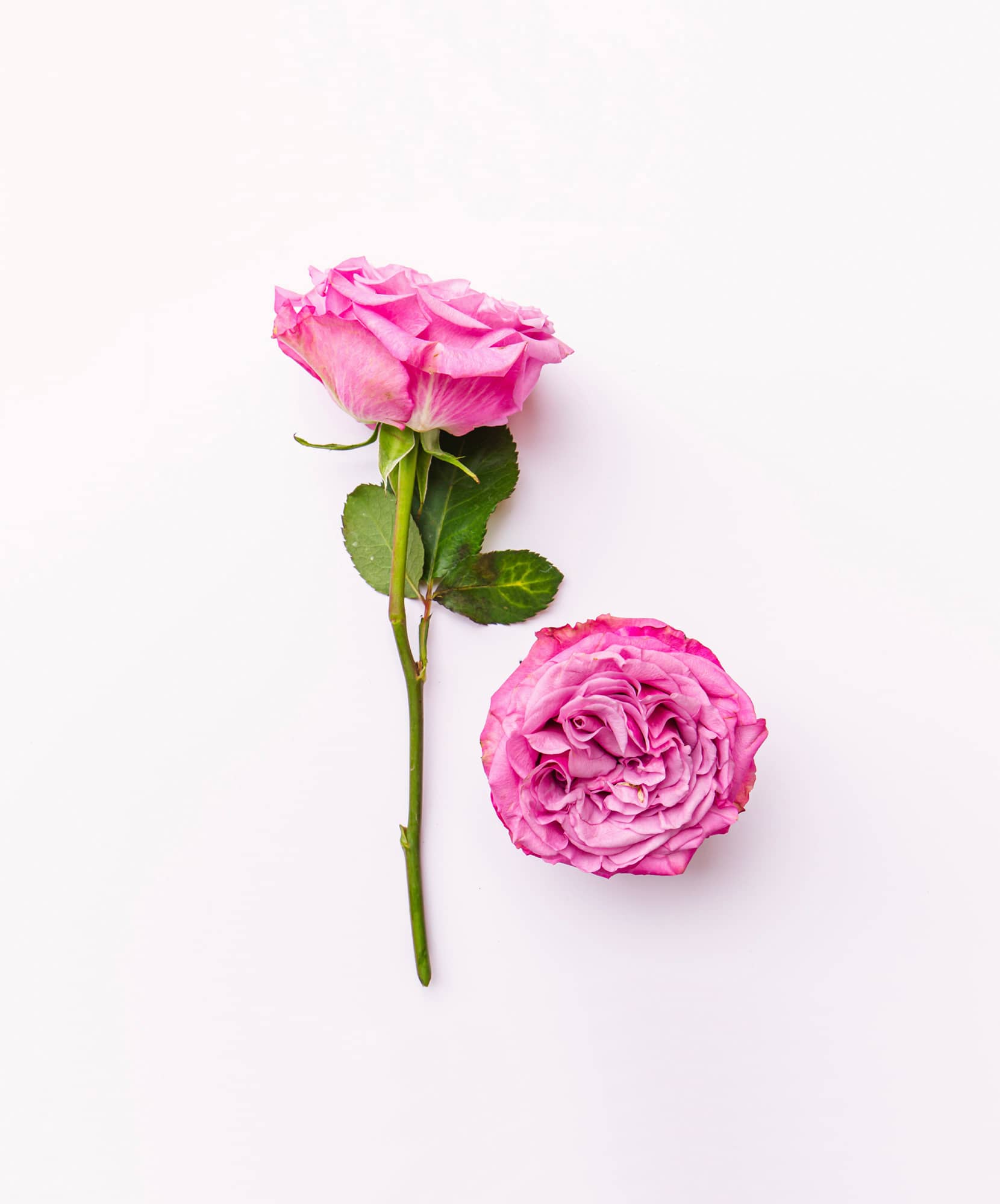 Delicate pink roses with lush green leaves, showcasing elegance and beauty in floral design.