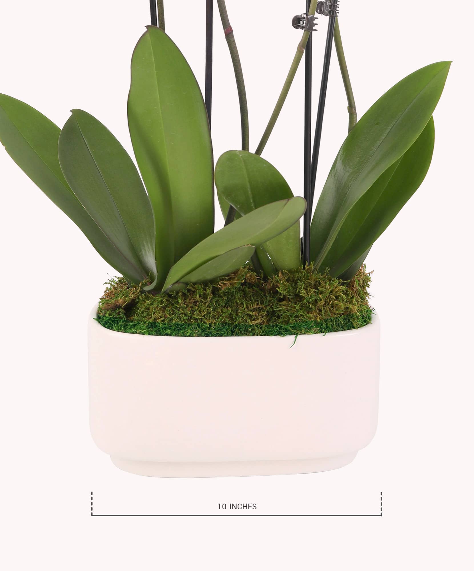 Elegant white planter showcasing lush green orchid leaves, measuring 10 inches in height.