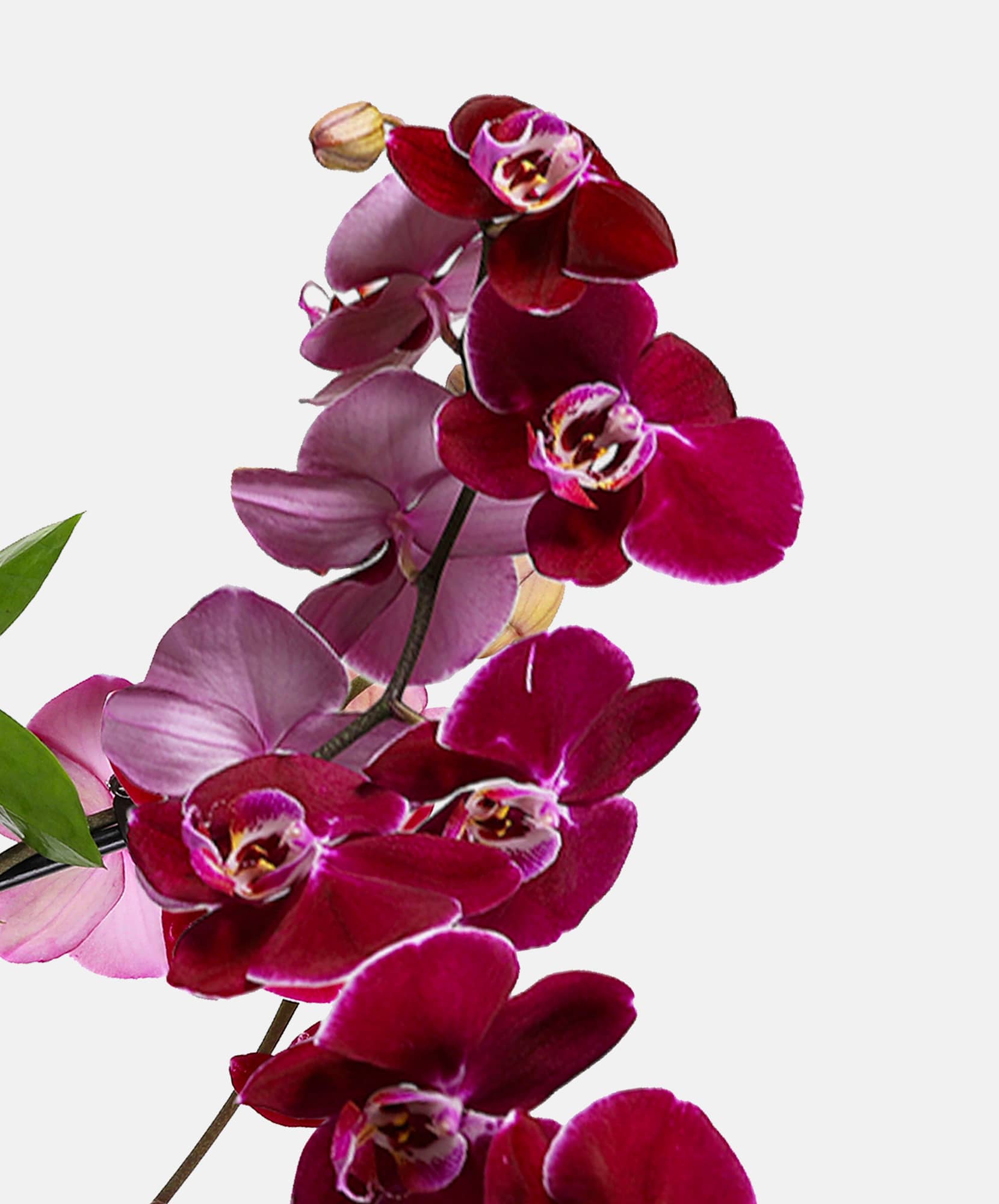 Vivid purple orchids elegantly arranged with lush green leaves, perfect for elegant decor.
