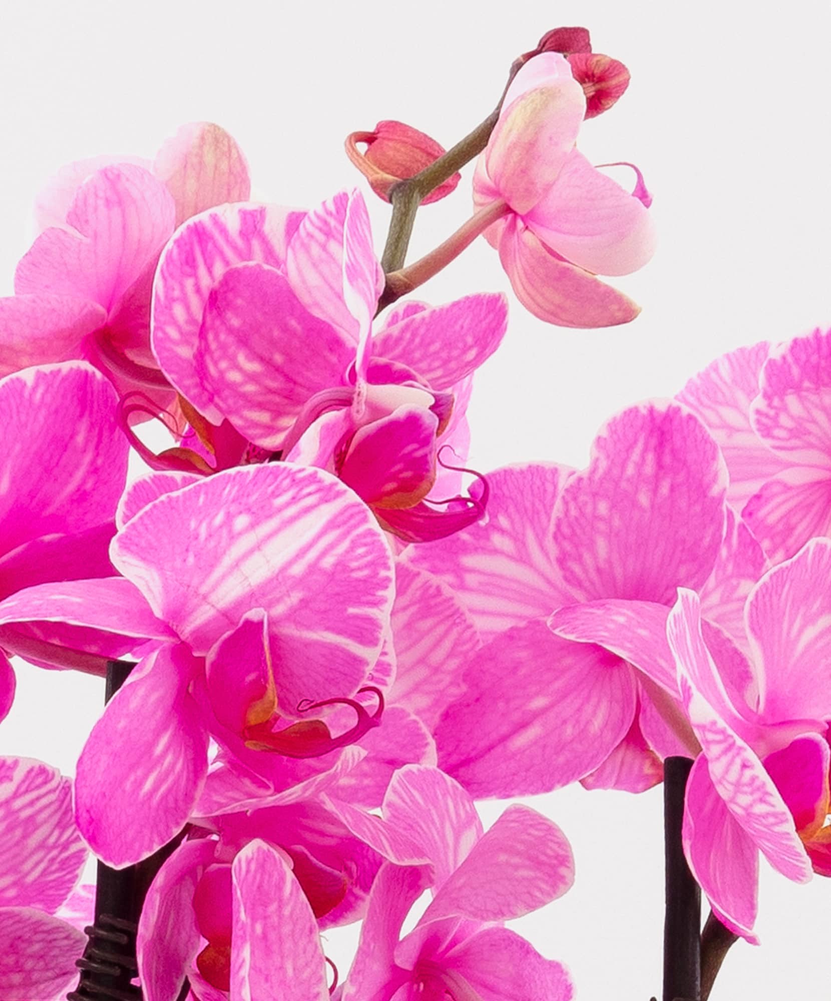 Vibrant pink orchids with delicate stripes, showcasing nature's beauty in full bloom.