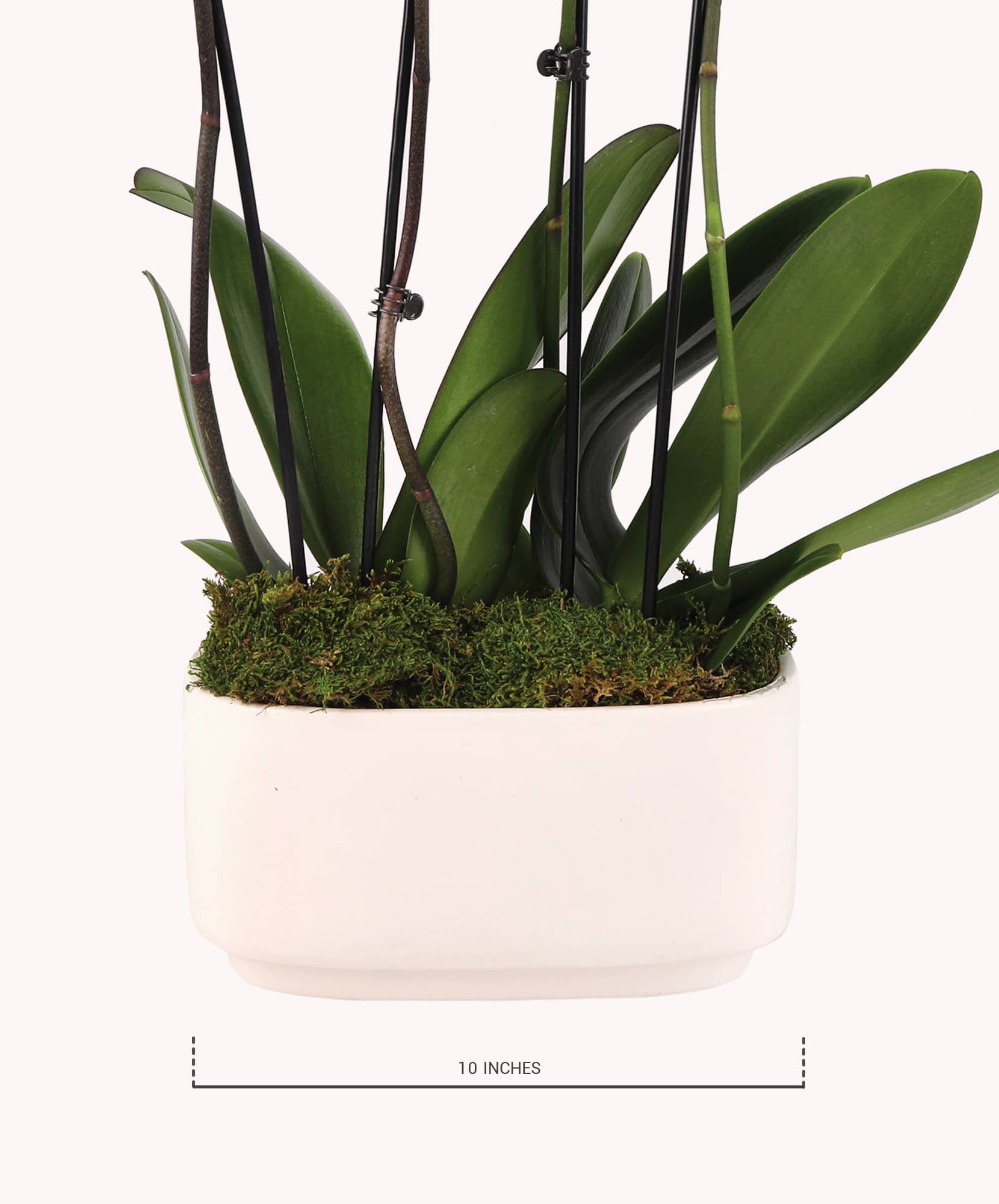 Elegant potted orchid with lush green leaves and a modern white planter, 10 inches tall.