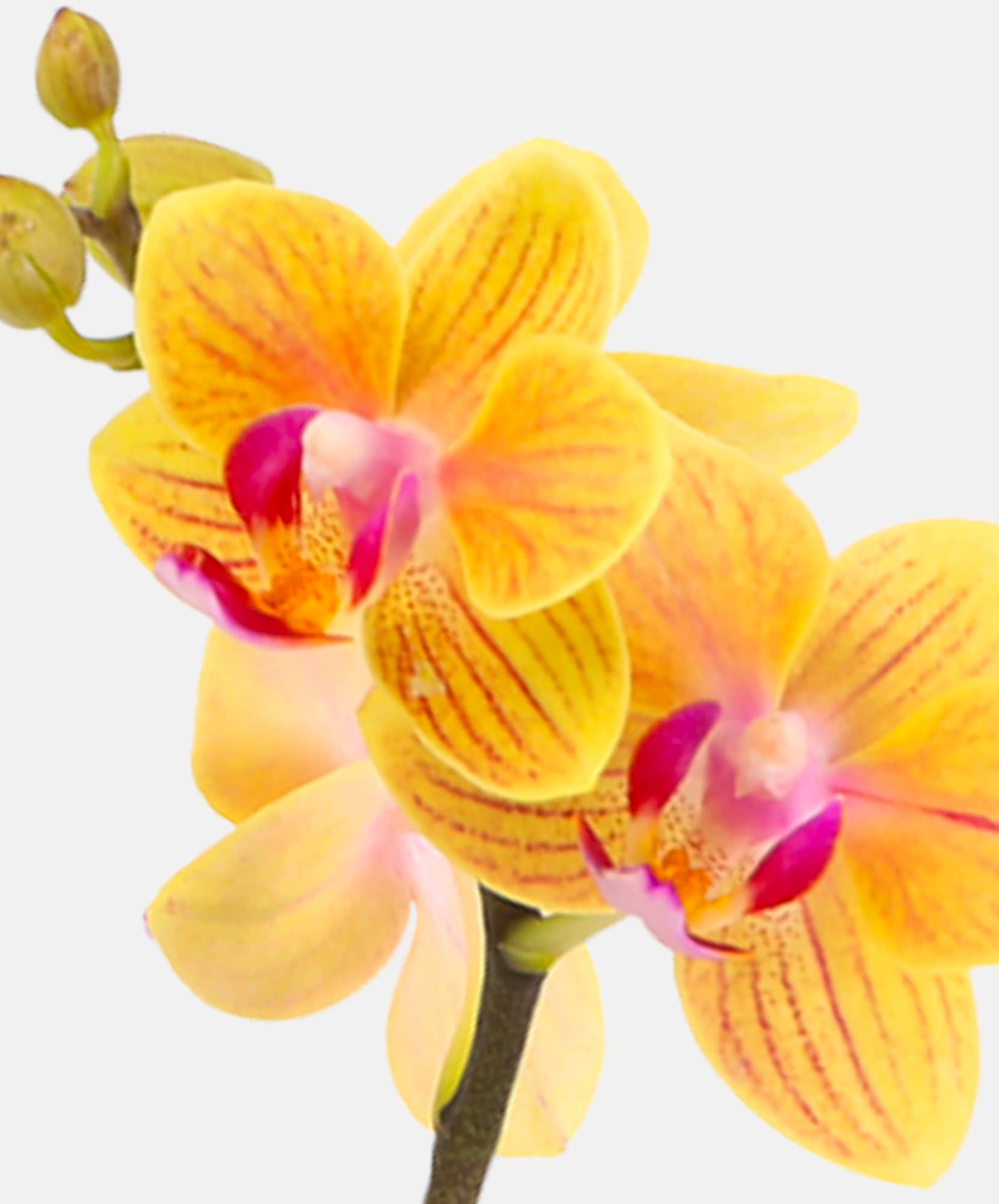 Beautiful yellow orchid flowers with striking purple accents, perfect for elegant decor.