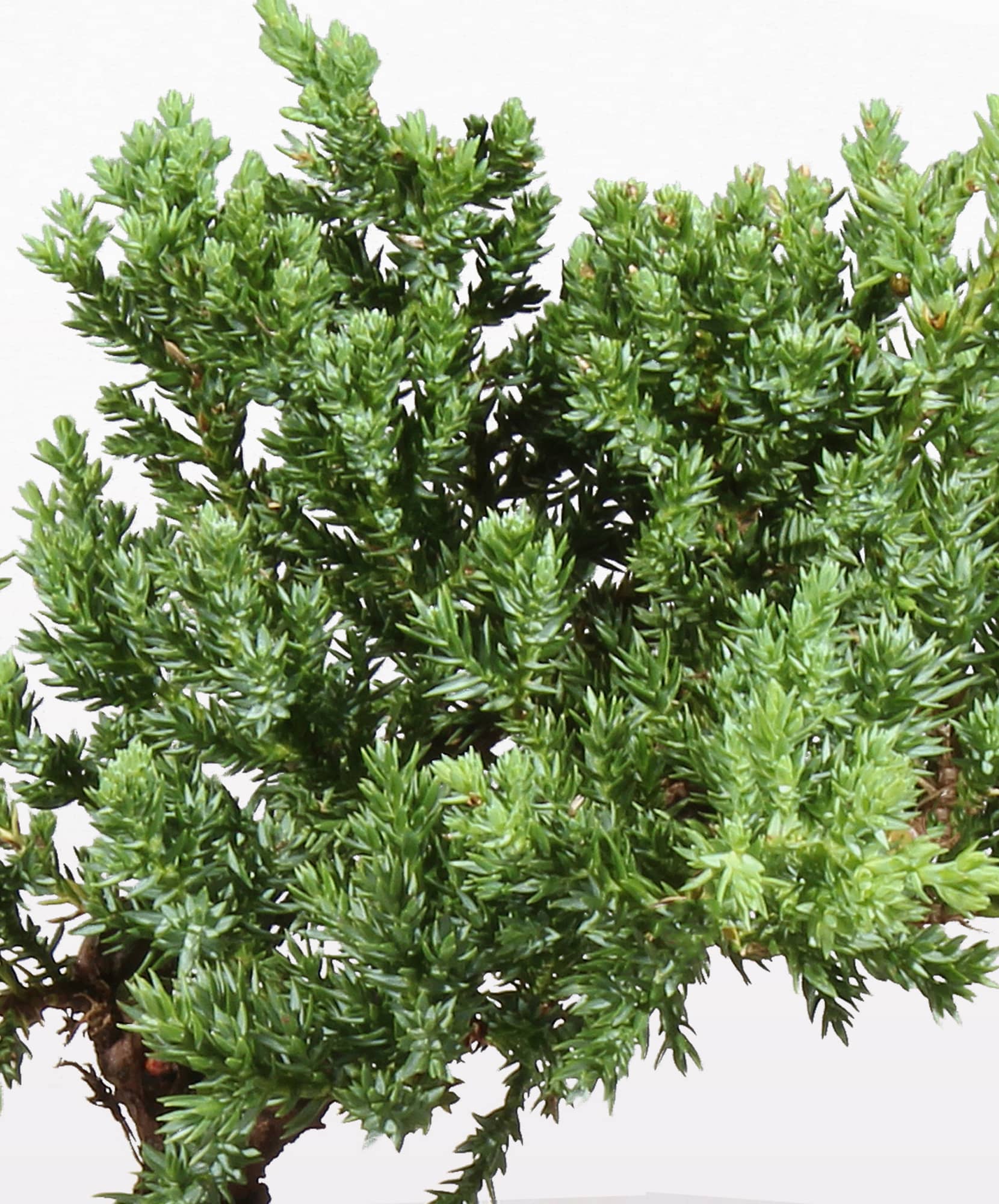 Vibrant green foliage of a juniper plant, showcasing lush, dense growth ideal for landscaping.