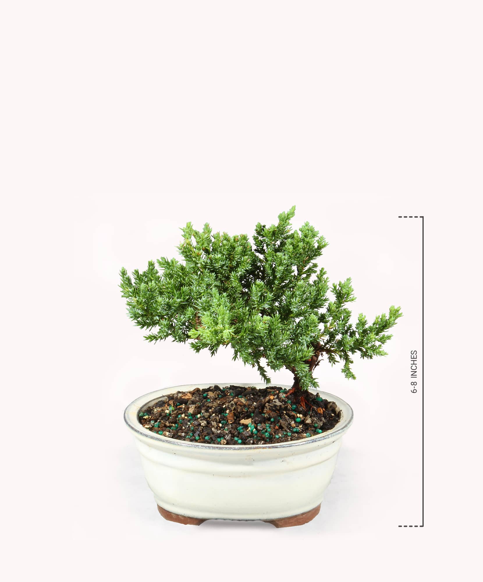 Lush bonsai tree in a ceramic pot, showcasing intricate branches and vibrant green foliage.