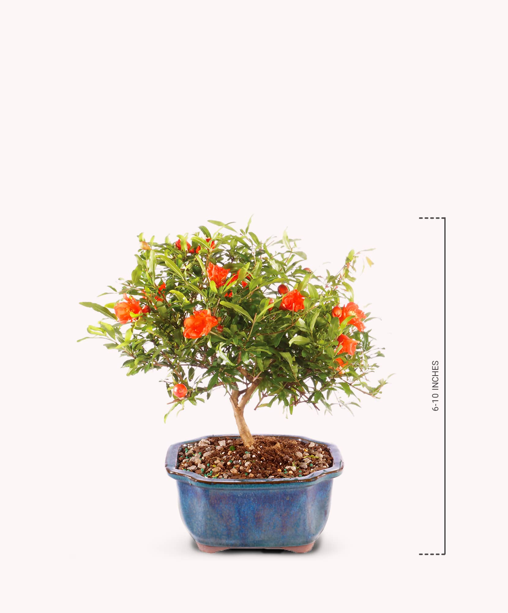 A vibrant bonsai plant with delicate orange blooms, perfect for home decor.