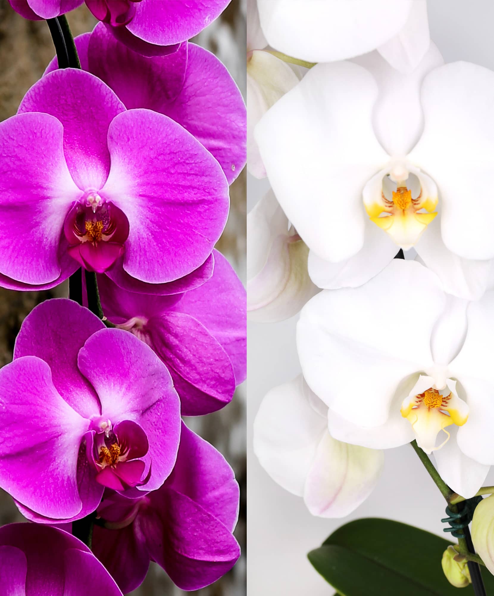 Elegant pink and white orchids displayed side by side, showcasing exotic beauty and charm.
