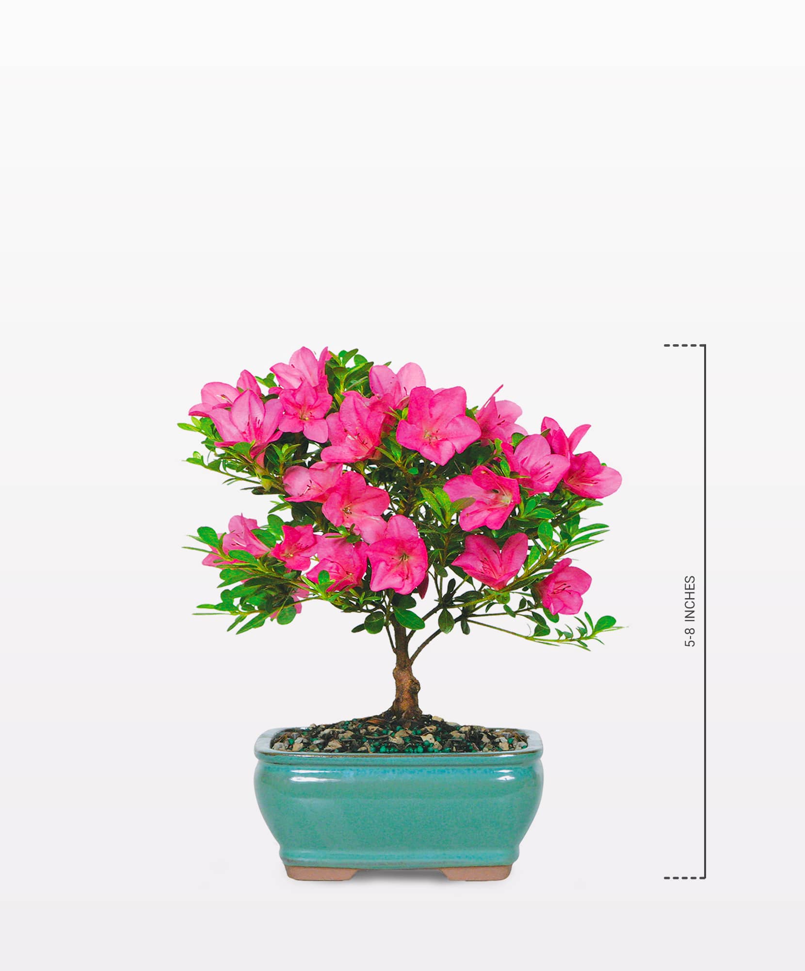 Vibrant pink azalea bonsai in a turquoise pot, perfect for home decor and gifts.