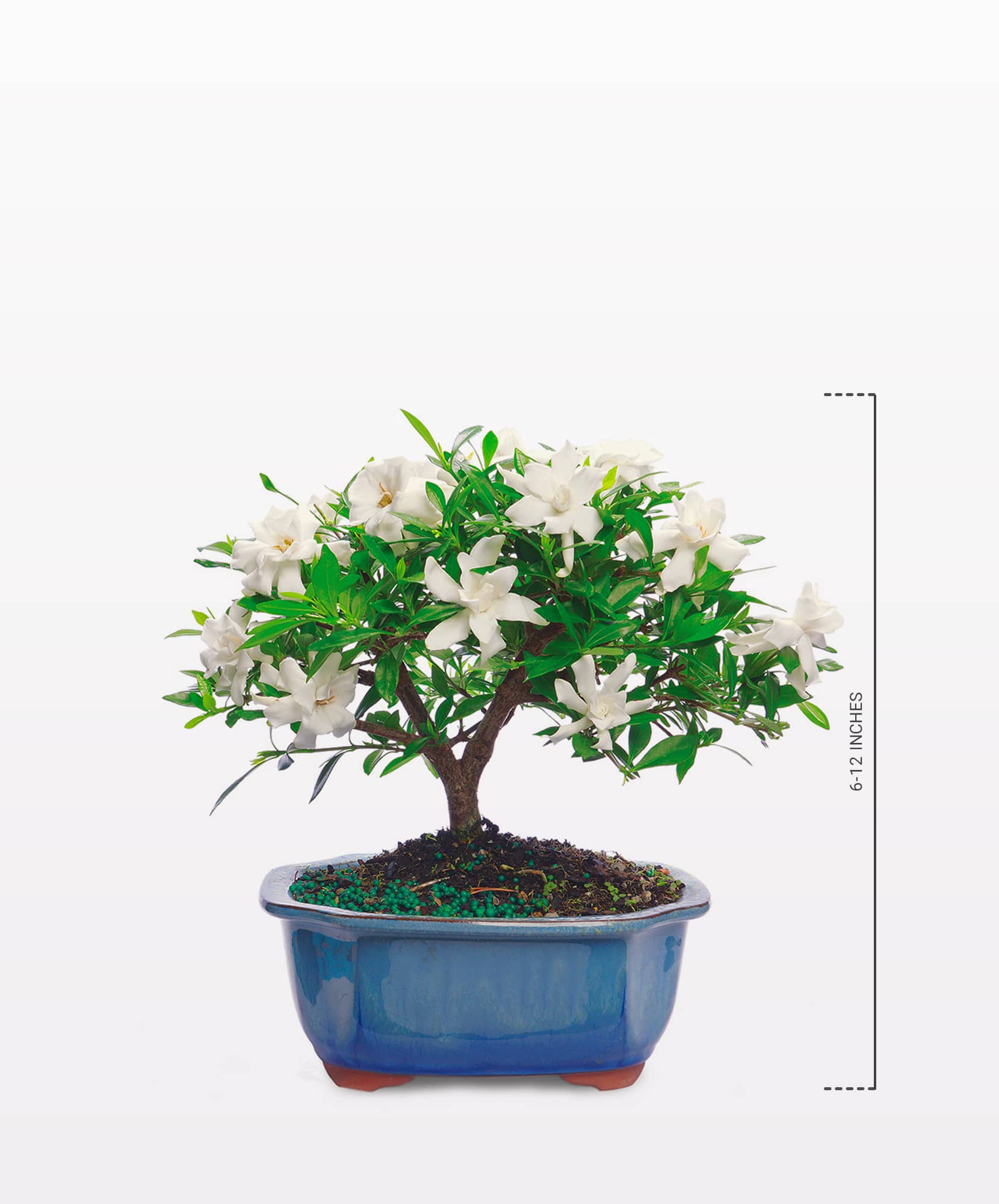 Elegant Gardenia tree showcasing fragrant white flowers and rich green leaves.