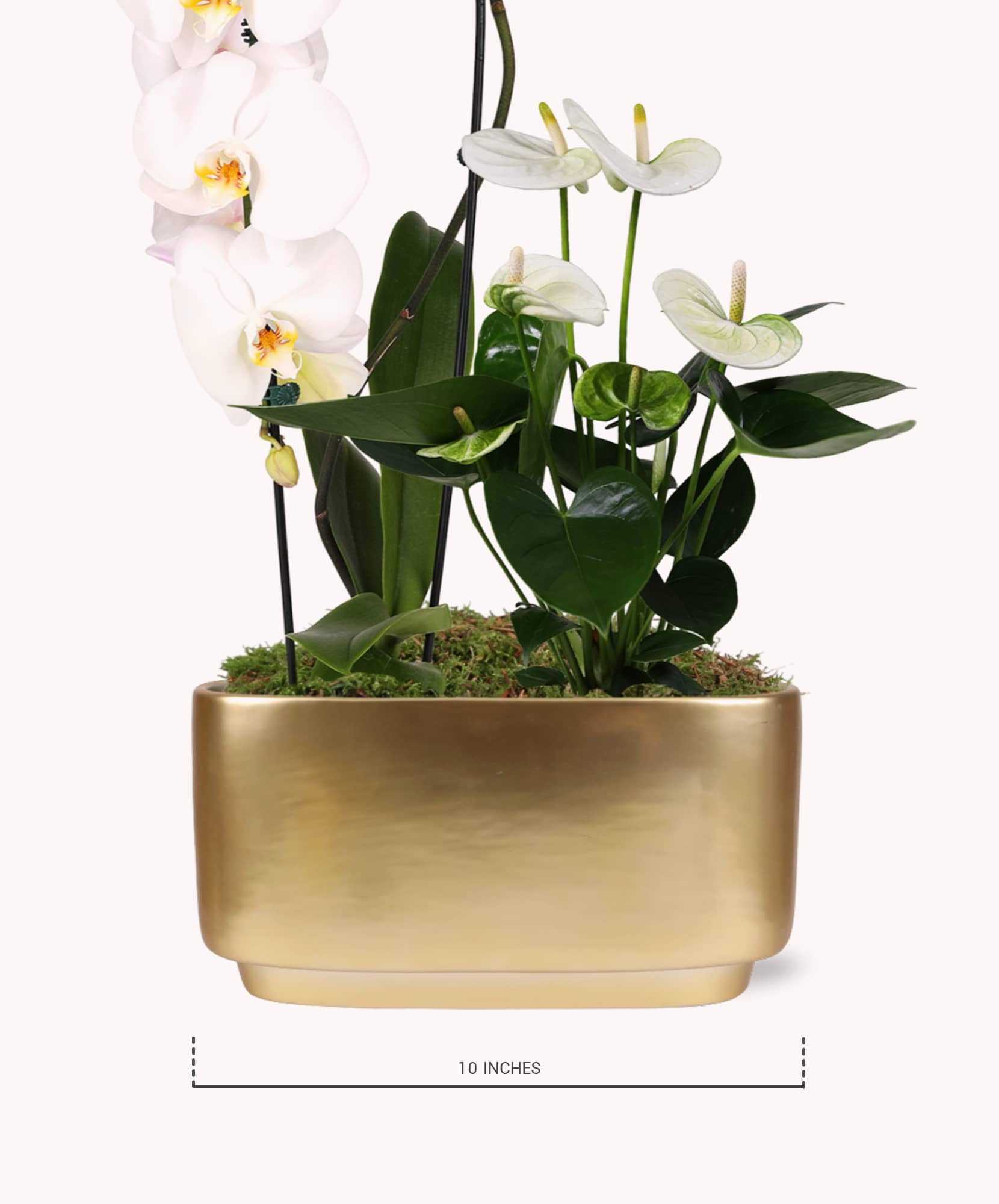 Elegant arrangement of white orchids and green foliage in a gold planter, ideal for modern decor.