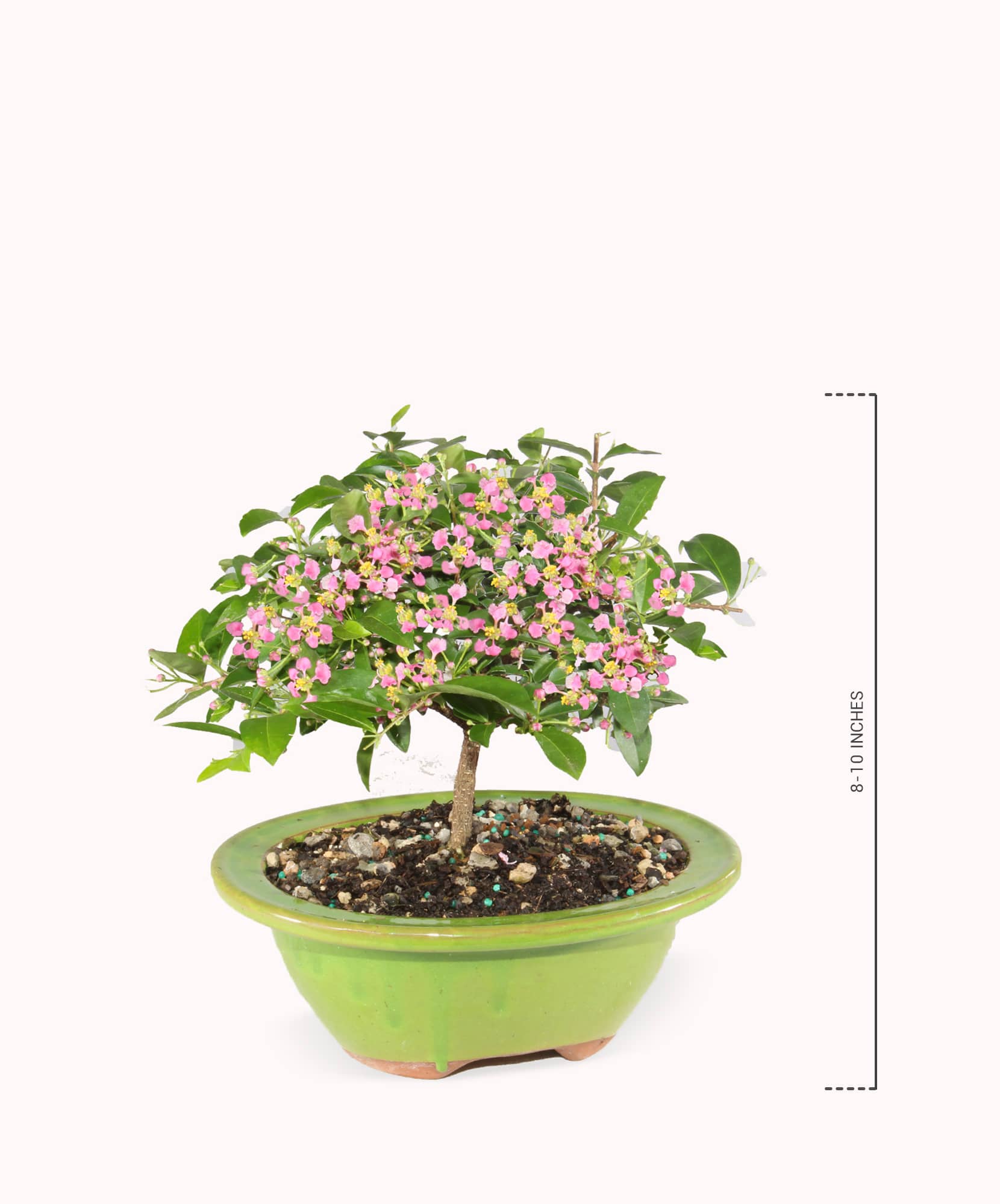 Beautiful bonsai plant with delicate pink flowers, perfect for home decor or gifts.