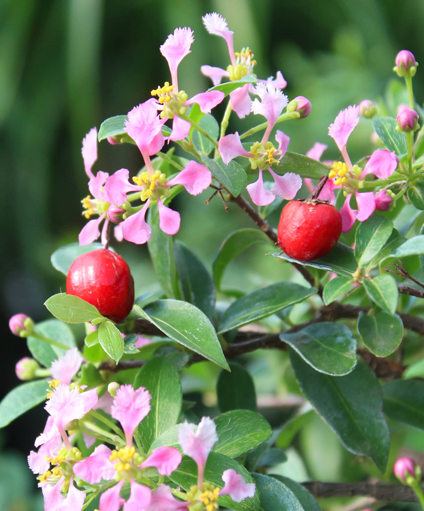 Vibrant pink flowers paired with red berries on a lush green plant, showcasing nature's beauty.