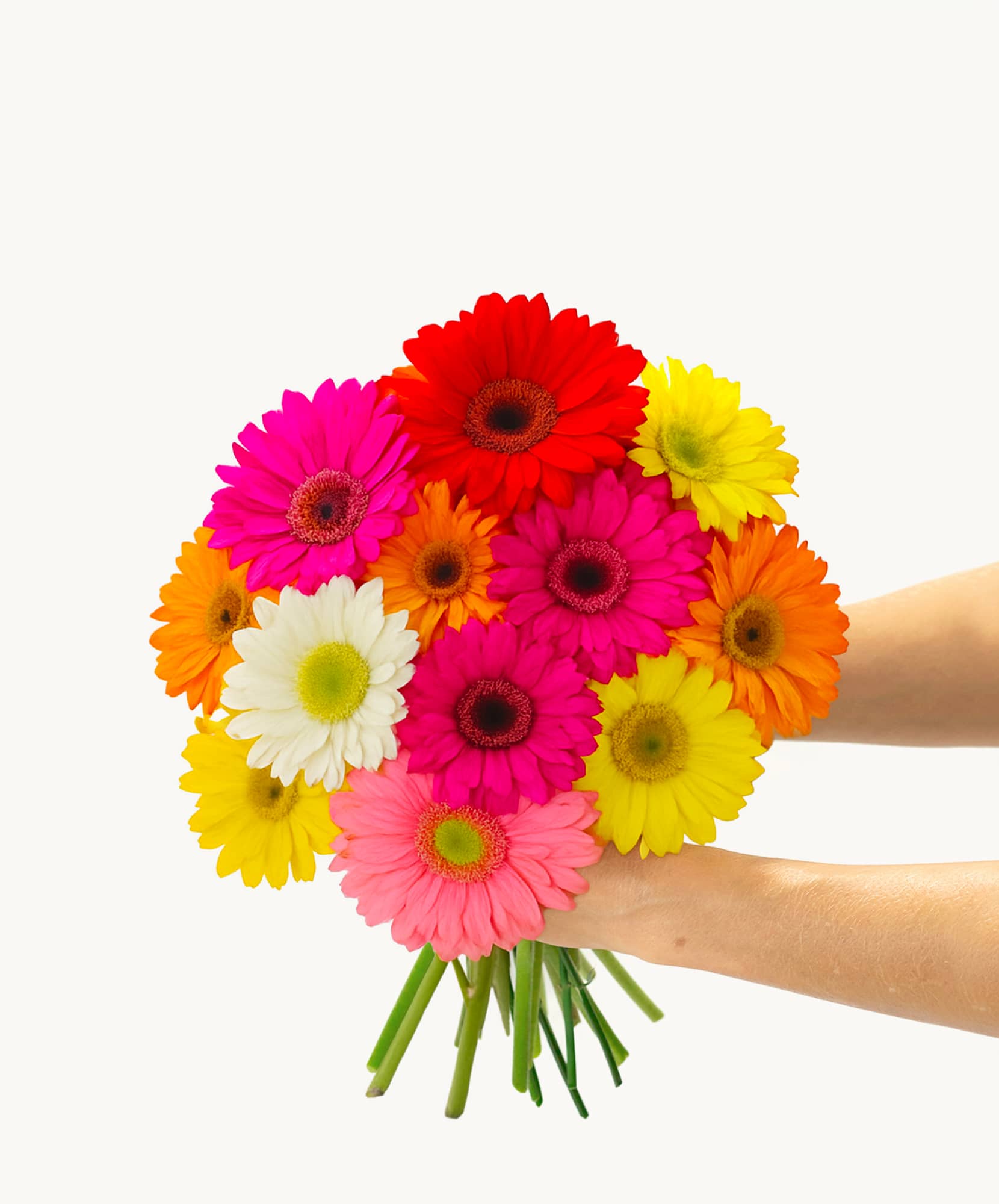 Vibrant bouquet of multicolored gerbera daisies held by hands, perfect for celebrations.