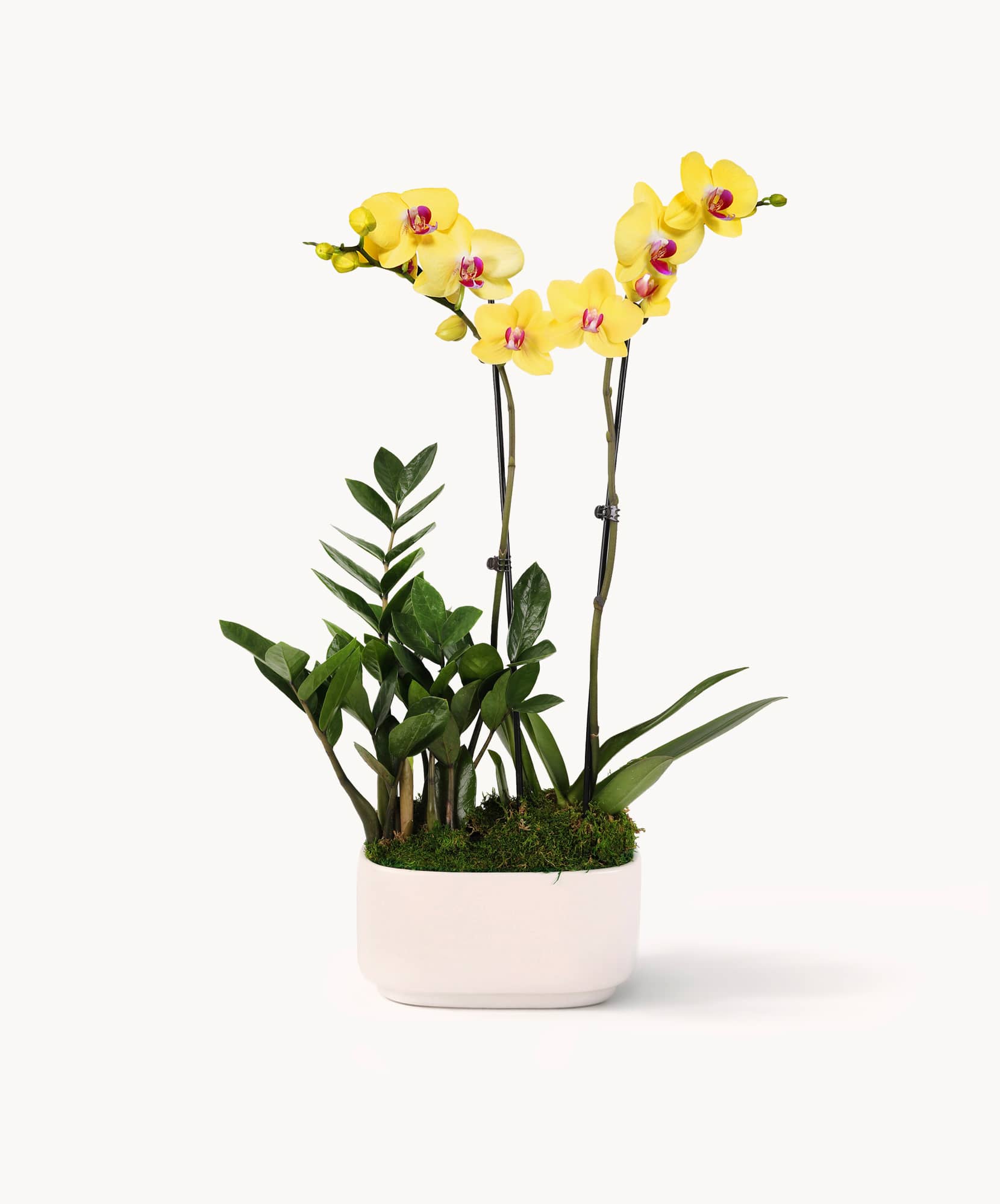 Elegant yellow orchids paired with lush greenery in a modern white planter.