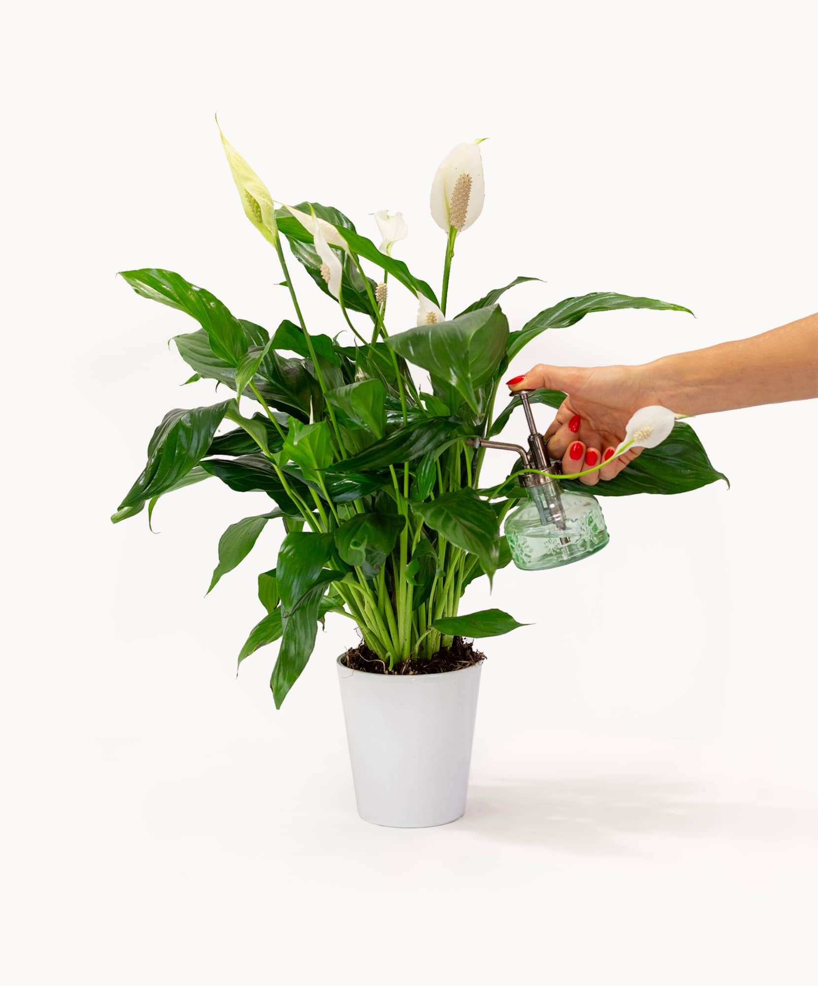 A vibrant peace lily plant with glossy leaves, being watered in a stylish pot.