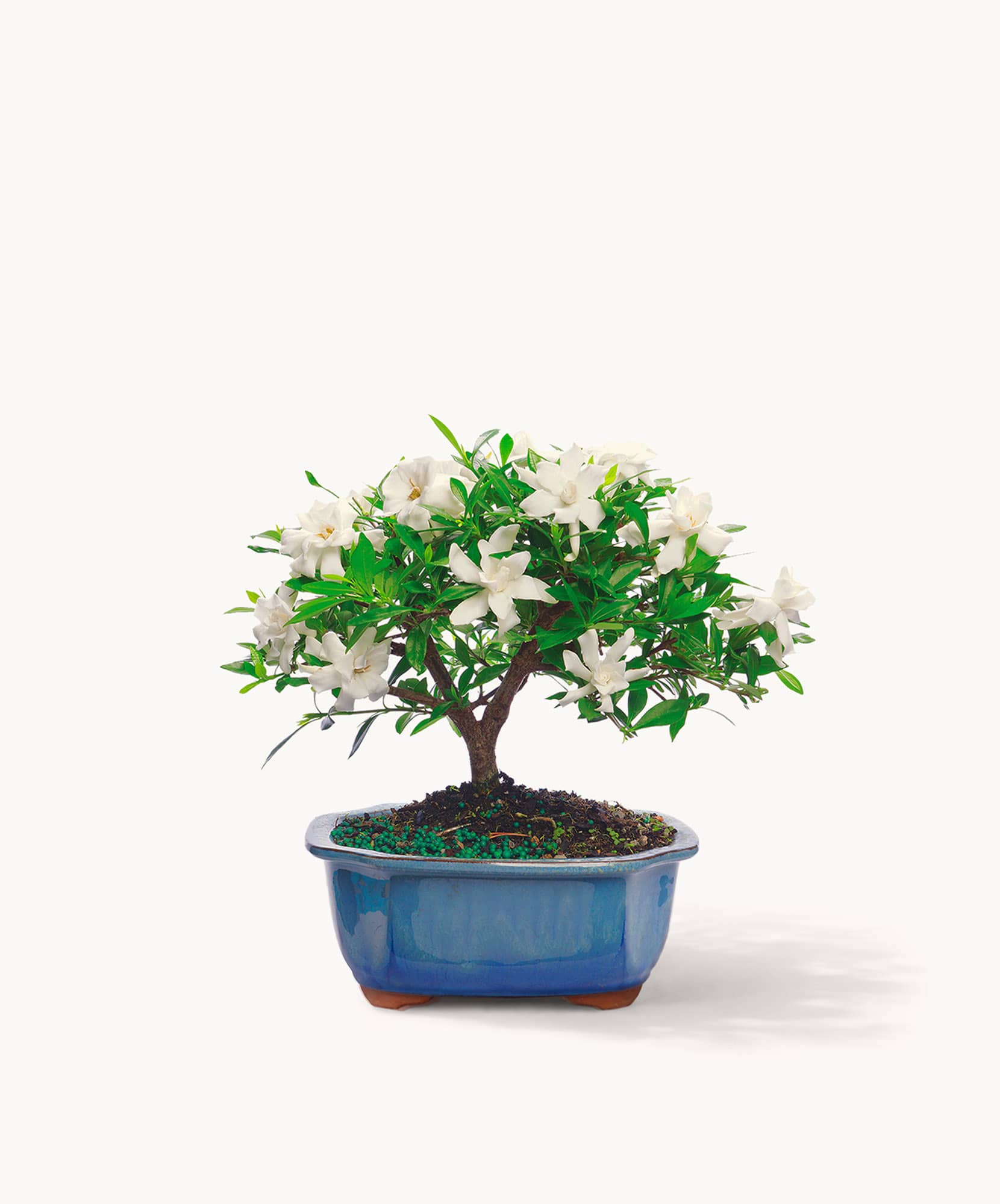 Elegant bonsai tree with white flowers and lush green foliage in a stylish blue pot.