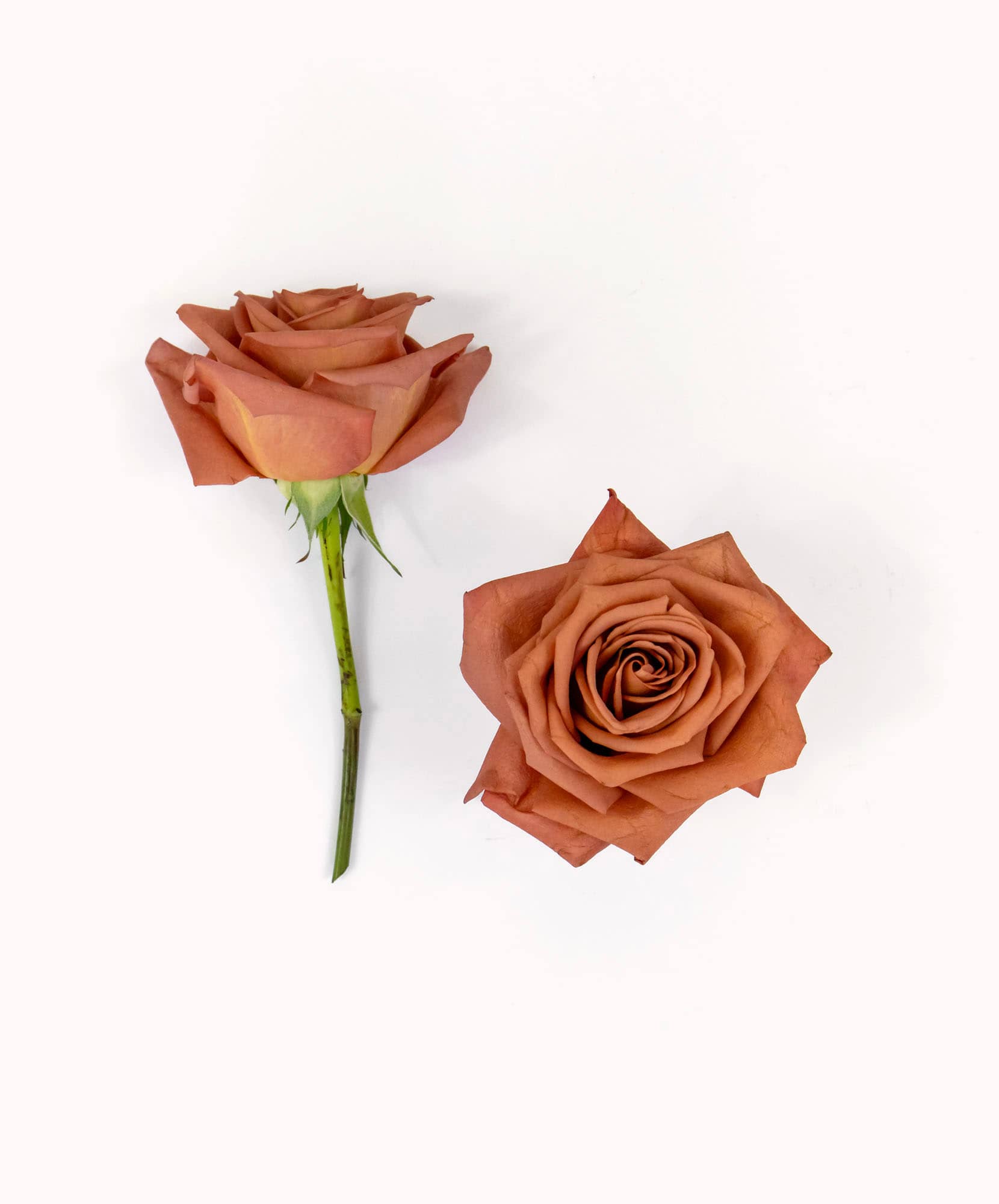 Elegant dusty pink roses with lush green stems, perfect for any special occasion.