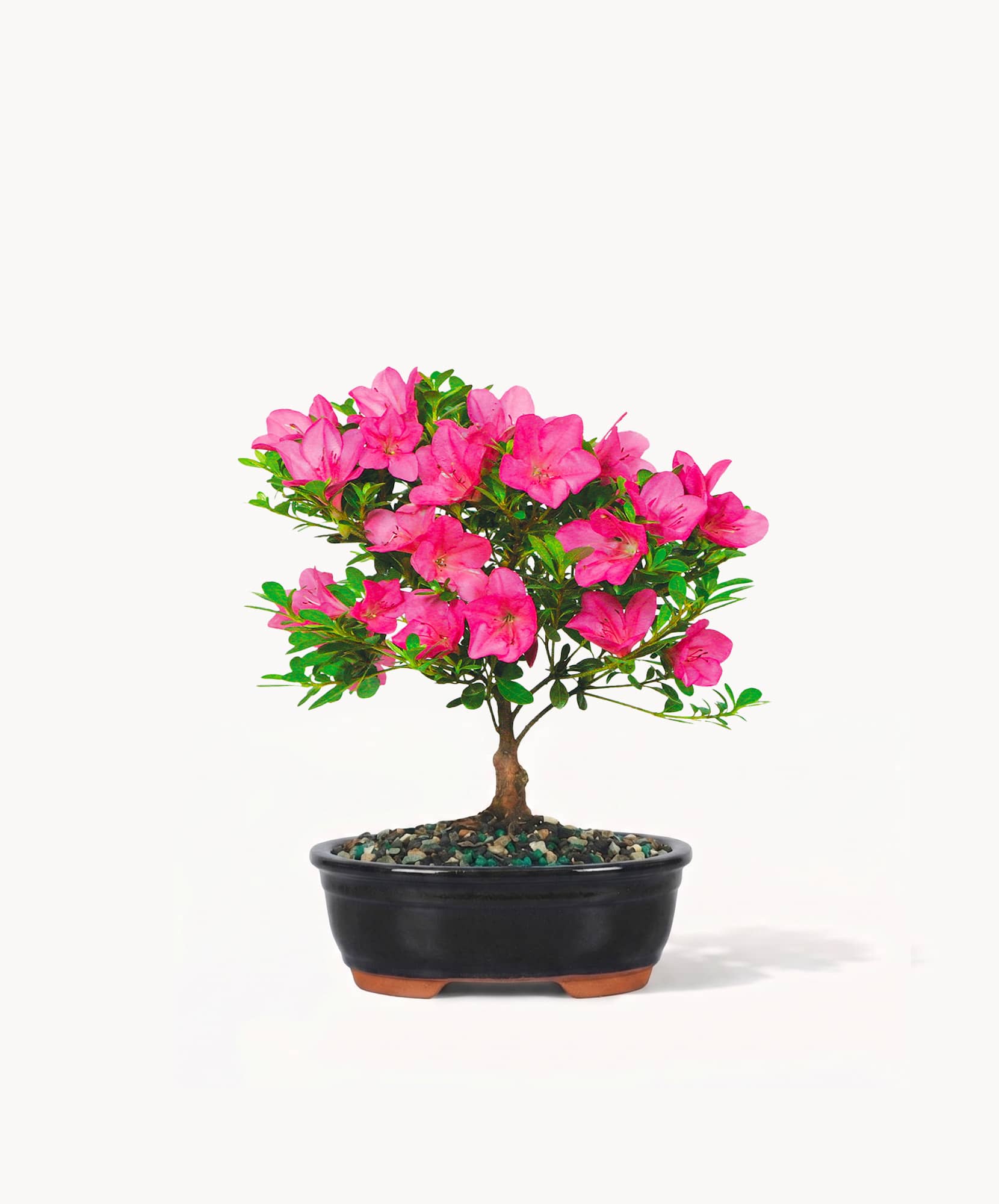 Vibrant pink azalea bonsai in a sleek black pot, adding elegance to any space.