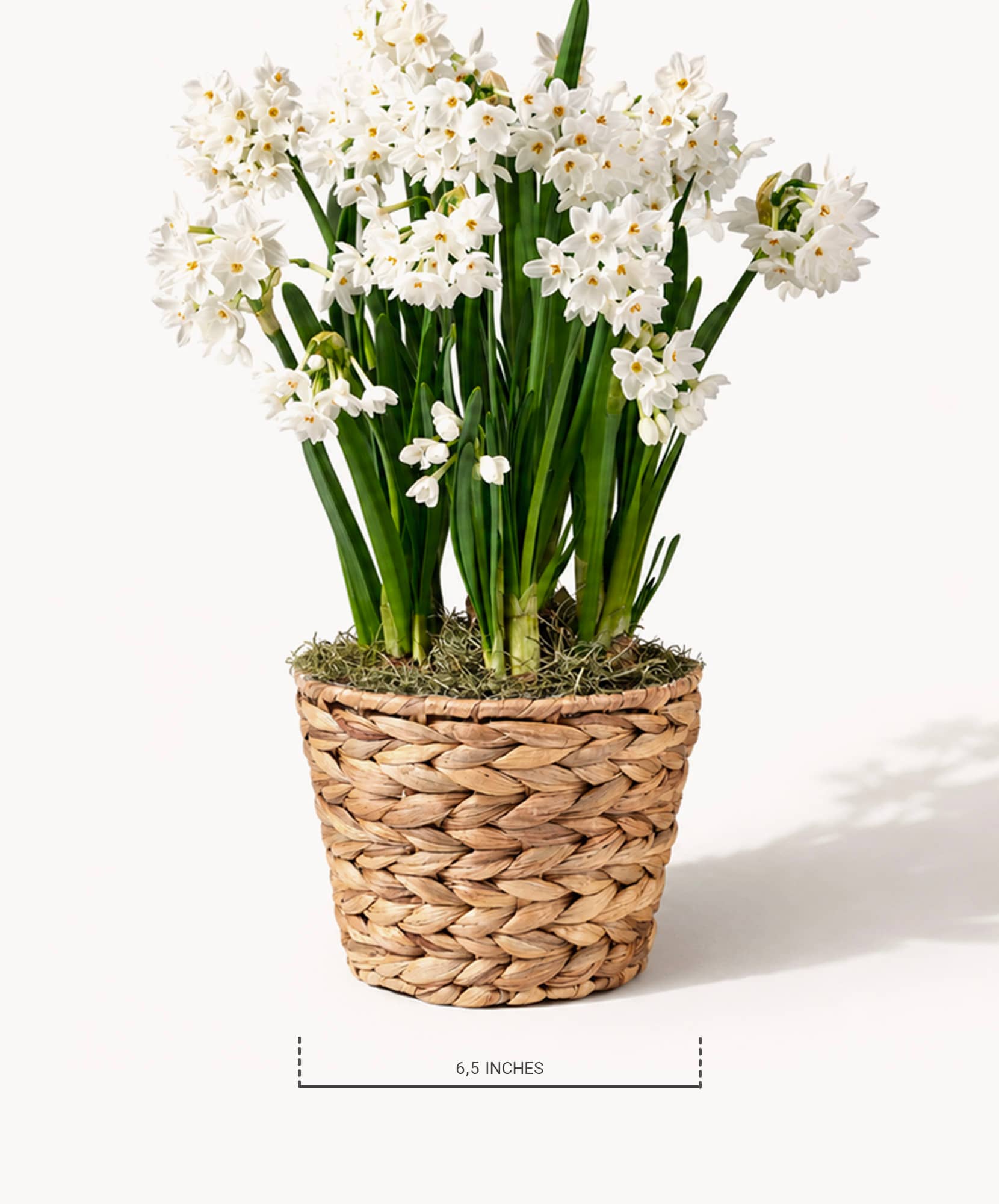 Charming white flowering plant in a woven basket, adding elegance to any space.