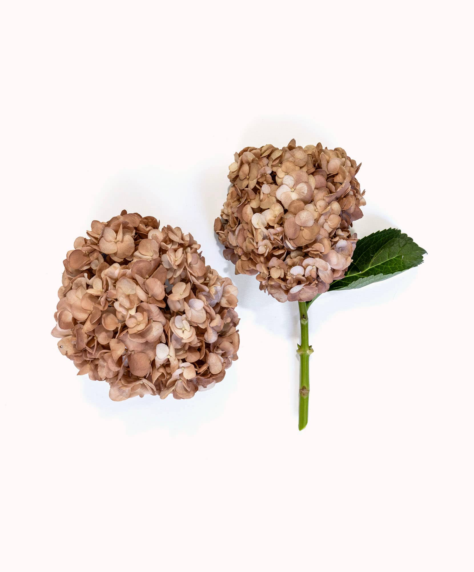 Elegant dried hydrangea blooms in soft beige tones, perfect for floral arrangements.