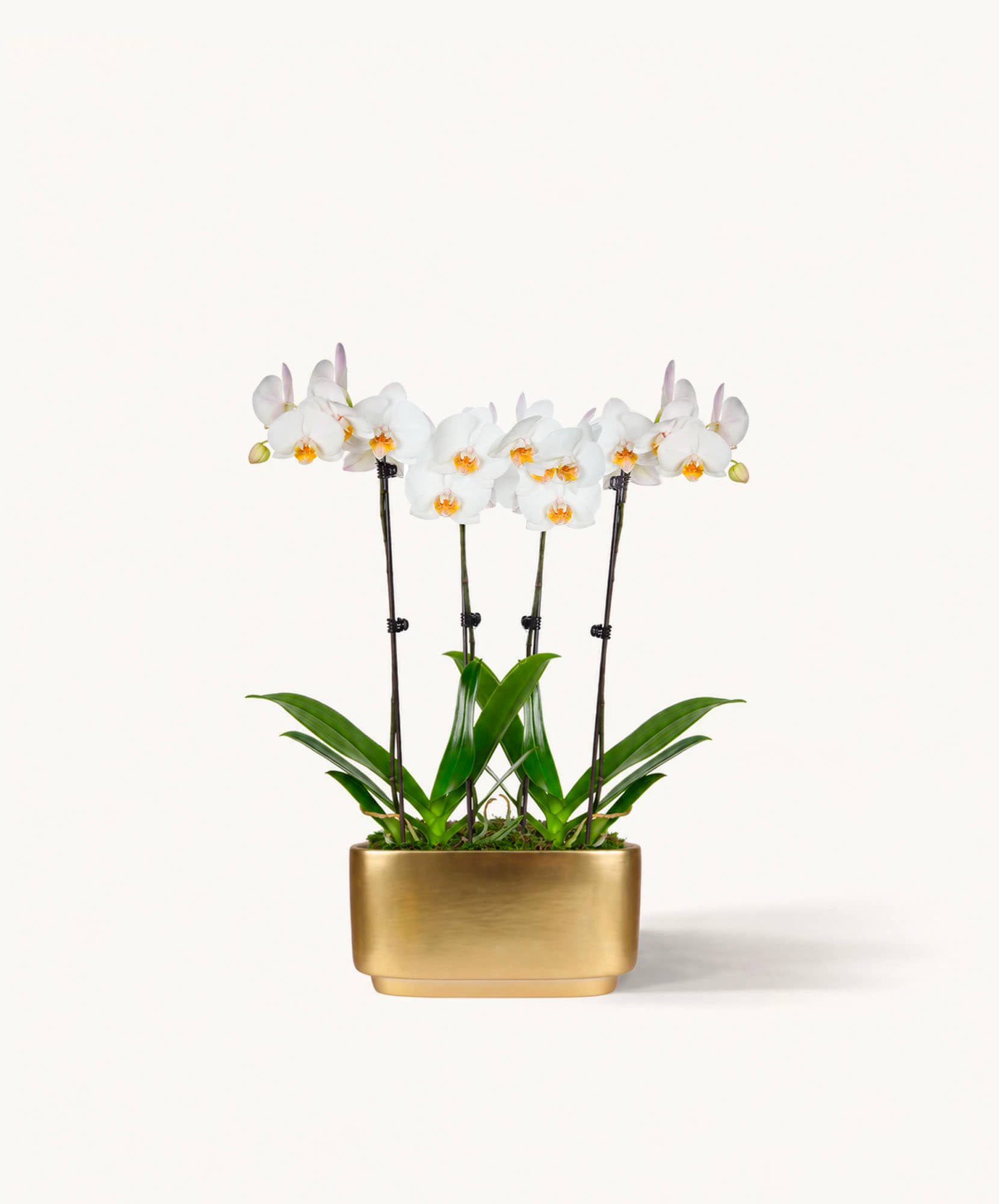Elegant white orchids in a sleek gold pot, showcasing natural beauty and sophistication.